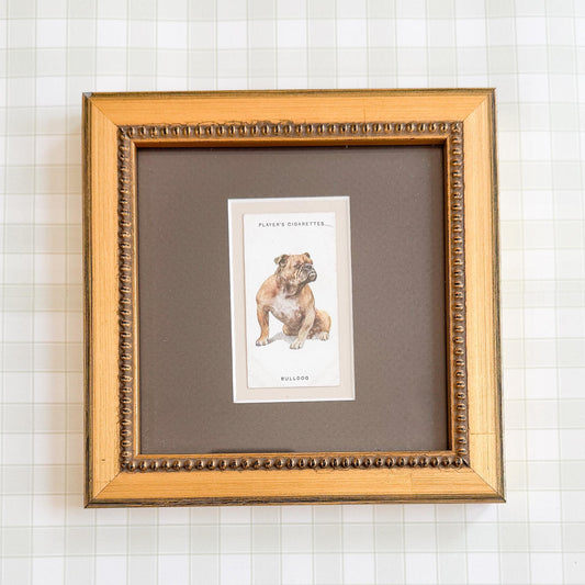 Framed Antique Dog Cigarette Card c. 1931, Bulldog