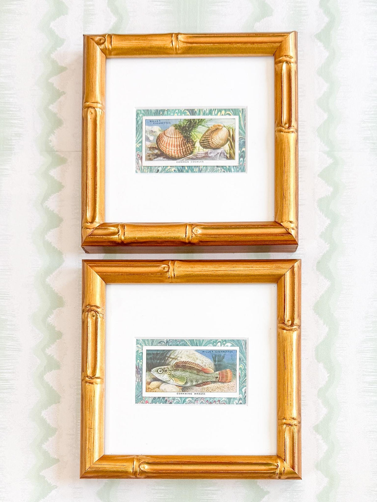 Framed Vintage Sea Life Cigarette Card, Corkring Wrasse