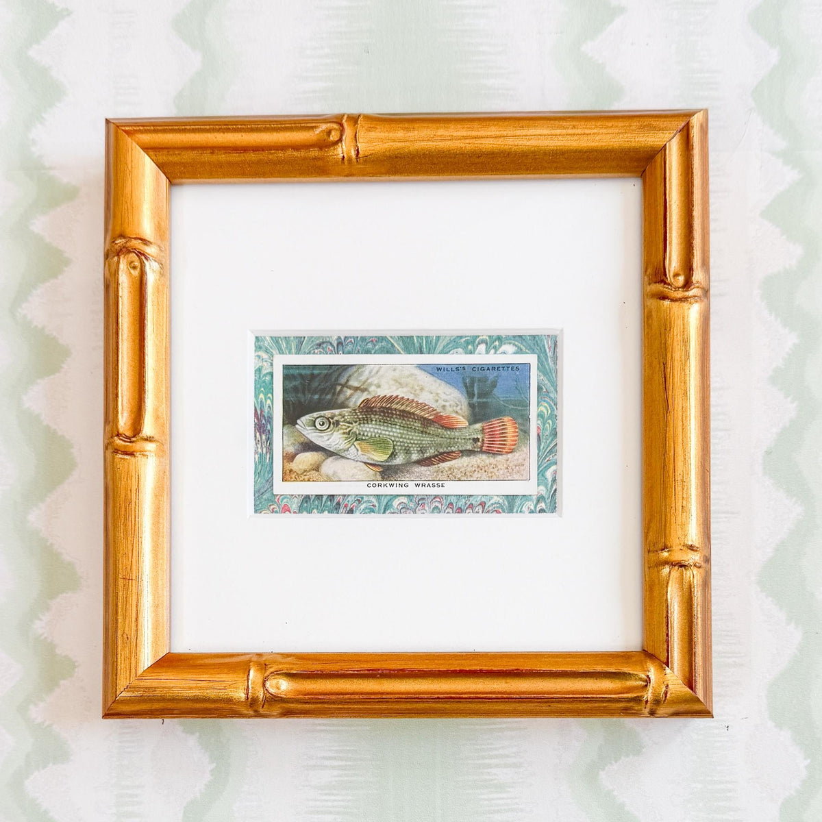 Framed Vintage Sea Life Cigarette Card, Corkring Wrasse