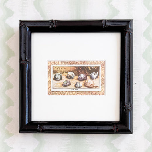 Framed Vintage Sea Life Cigarette Card, Top Shells