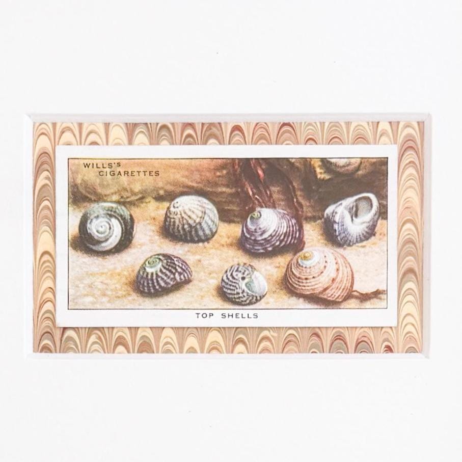 Framed Vintage Sea Life Cigarette Card, Top Shells