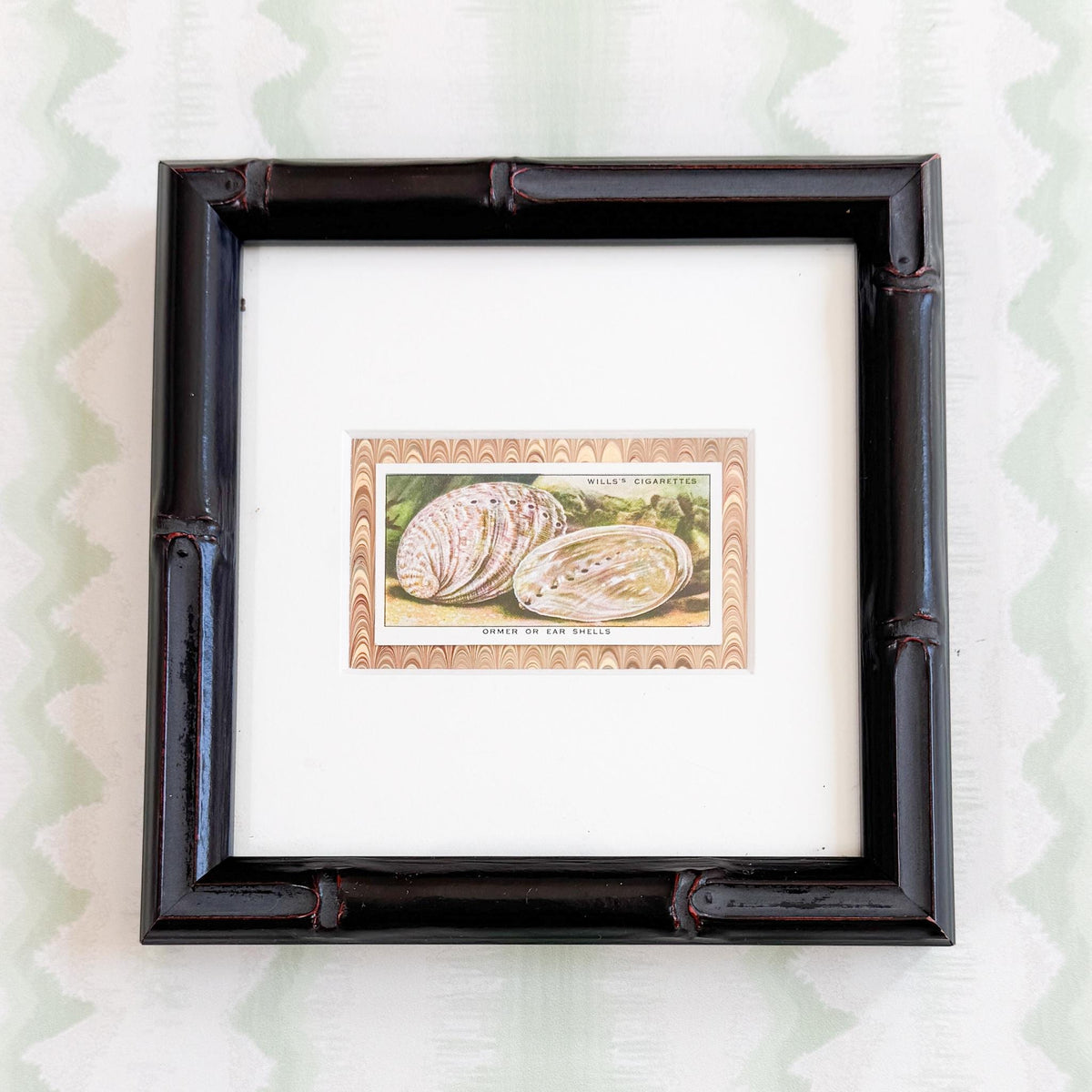 Framed Vintage Sea Life Cigarette Card, Ear Shells