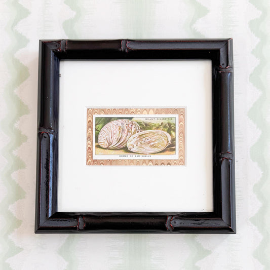 Framed Vintage Sea Life Cigarette Card, Ear Shells