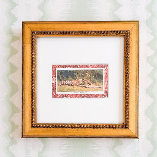 Framed Vintage Sea Life Cigarette Card, Norway Lobster