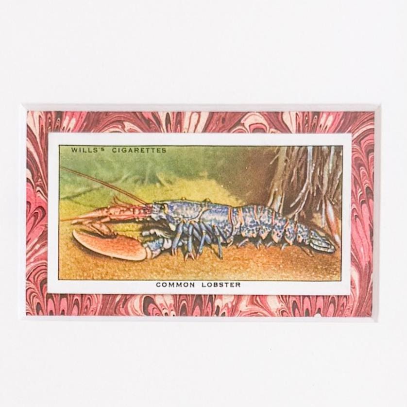 Framed Vintage Sea Life Cigarette Card, Common Lobster