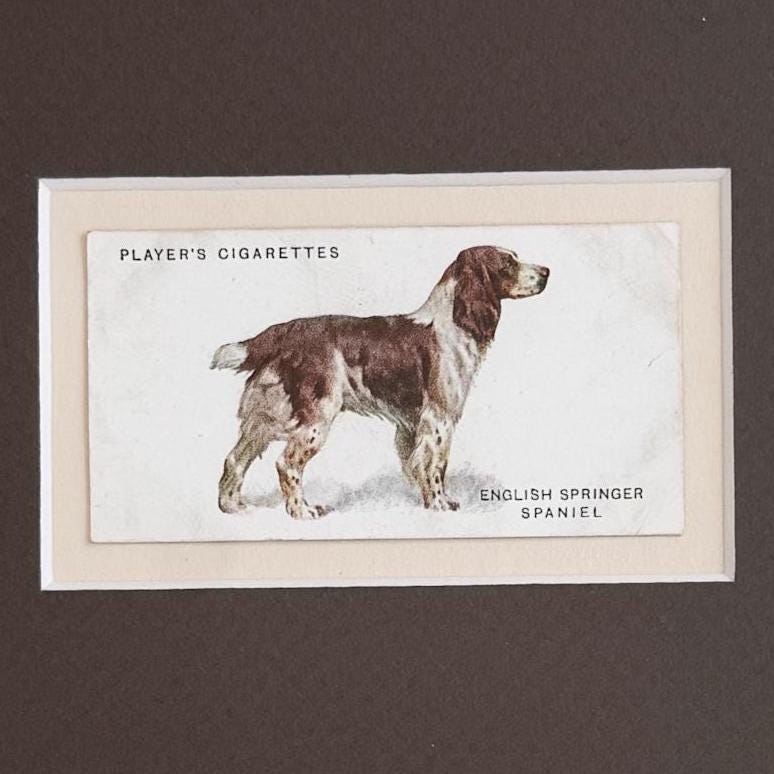 Framed Vintage Dog Cigarette Card c. 1931, English Springer Spaniel