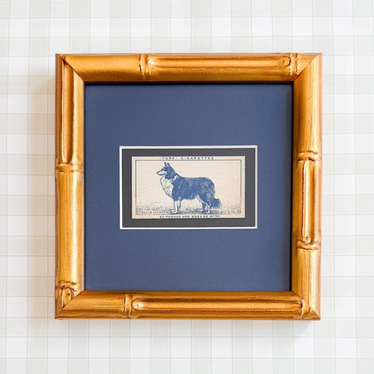 Framed Vintage Dog Cigarette Card c. 1952, Collie