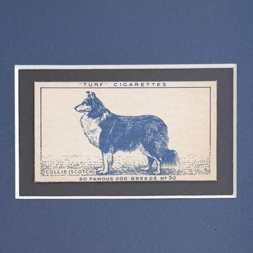 Framed Vintage Dog Cigarette Card c. 1952, Collie