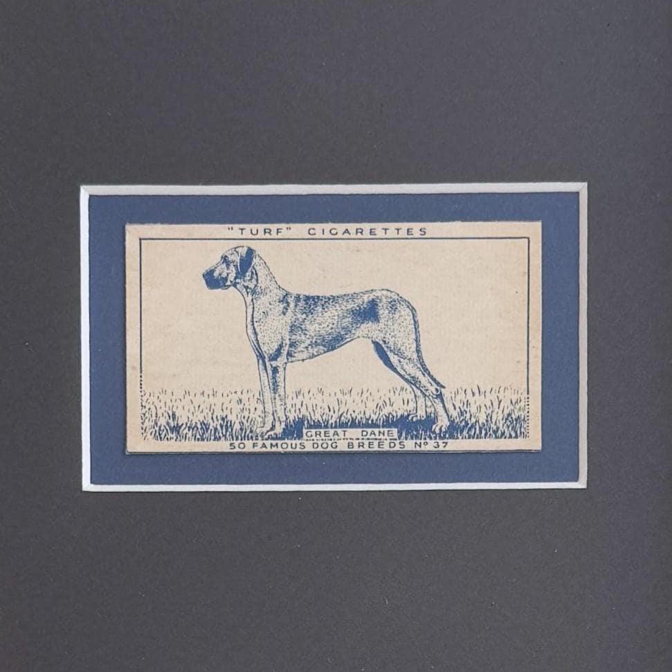 Framed Vintage Dog Cigarette Card c. 1952, Great Dane