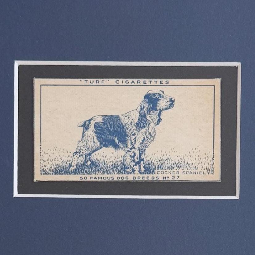 Framed Vintage Dog Cigarette Card c. 1952, Cocker Spaniel