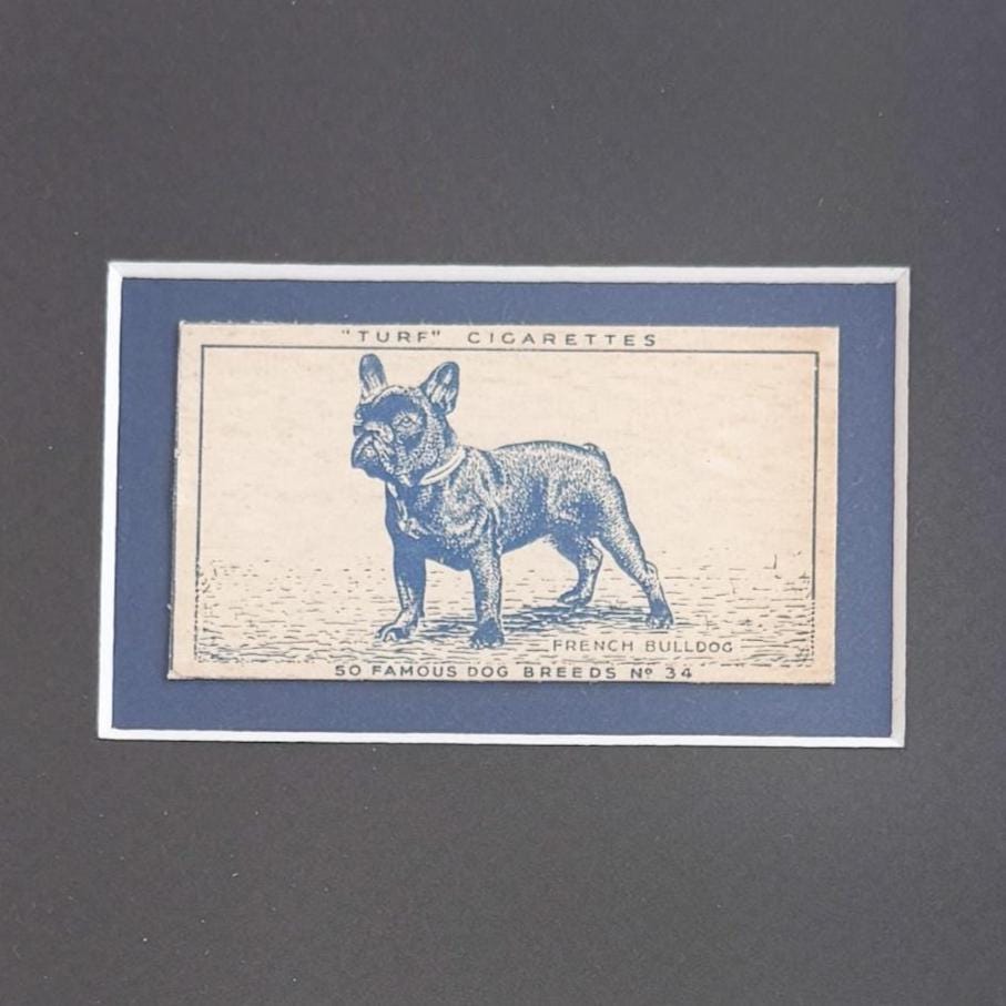 Framed Vintage Dog Cigarette Card c. 1952, French Bulldog