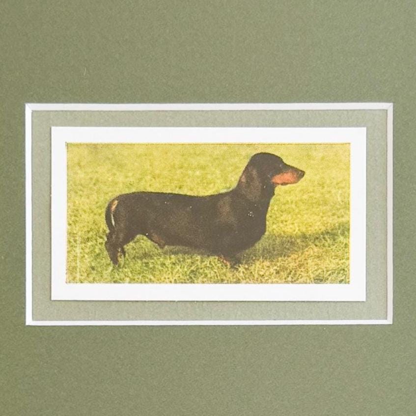 Framed Vintage Dog Cigarette Card, Dachshund