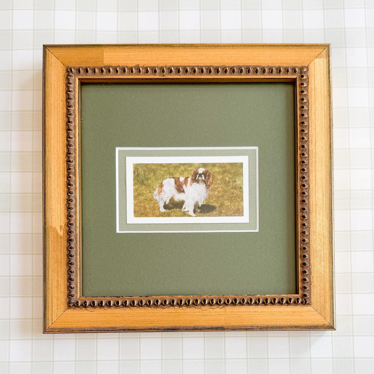 Framed Vintage Dog Cigarette Card, King Charles Cavalier Spaniel