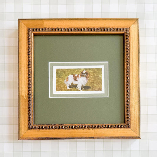 Framed Vintage Dog Cigarette Card, King Charles Cavalier Spaniel