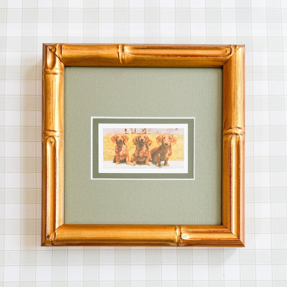 Framed Vintage Dog Cigarette Card, Long Hair Dachshund