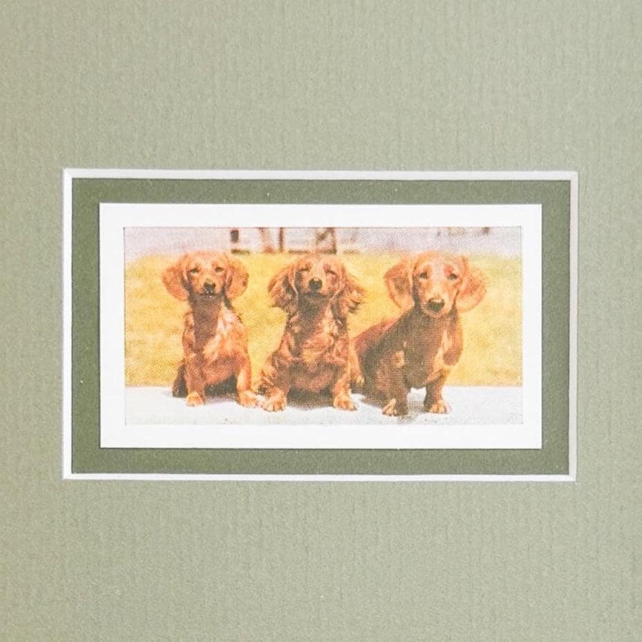 Framed Vintage Dog Cigarette Card, Long Hair Dachshund