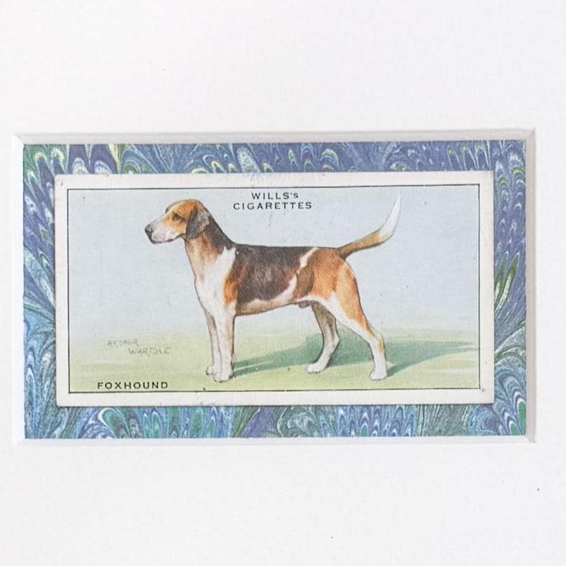 Framed Vintage Dog Cigarette Card c. 1937, Foxhound