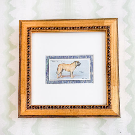 Framed Vintage Dog Cigarette Card c. 1937, Mastiff