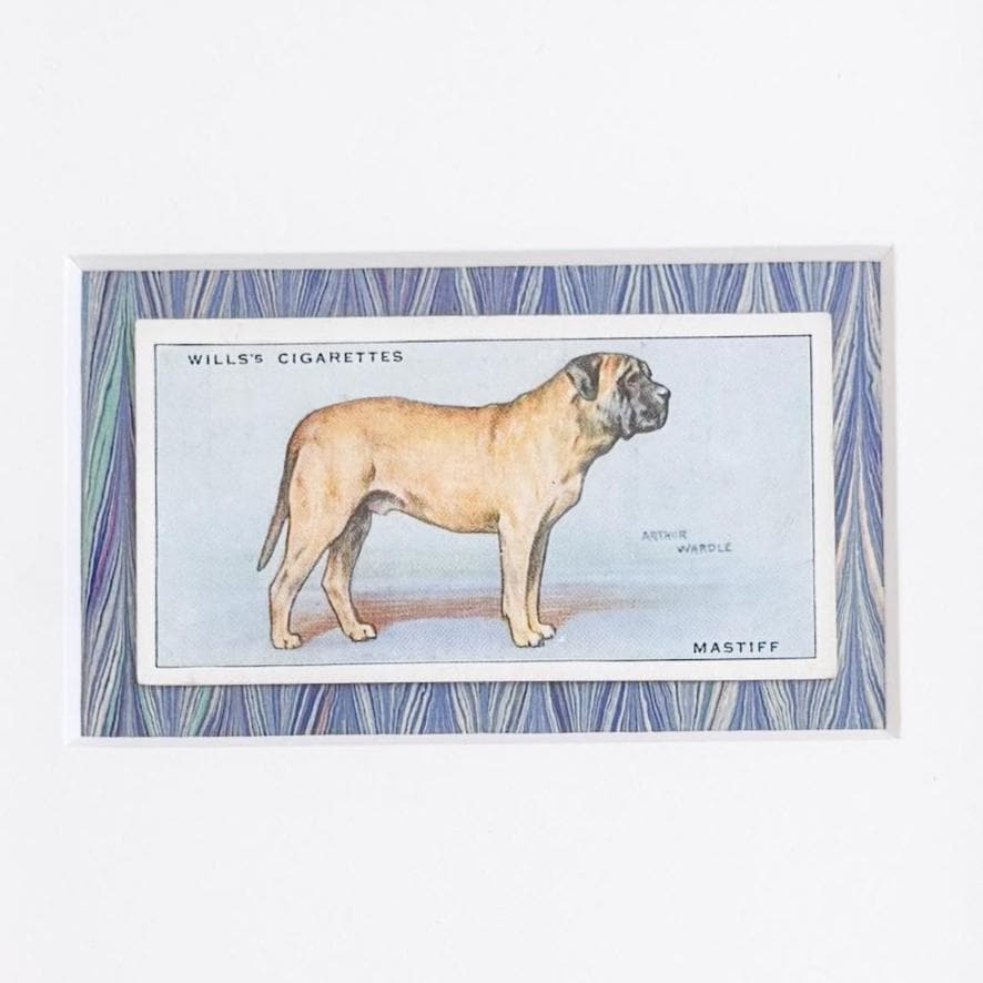 Framed Vintage Dog Cigarette Card c. 1937, Mastiff