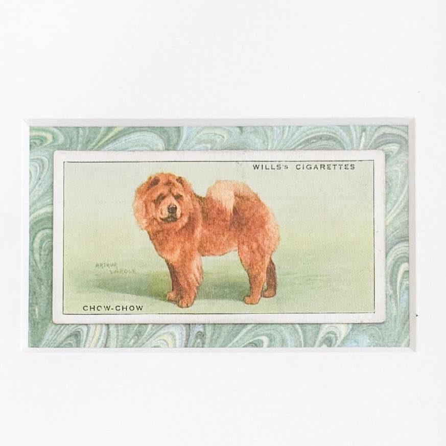 Framed Vintage Dog Cigarette Card c. 1937, Chow Chow