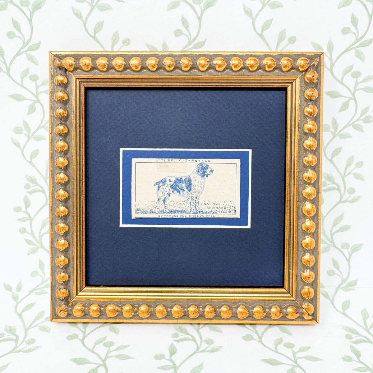 Framed Vintage Dog Cigarette Card c. 1952, English Springer Spaniel
