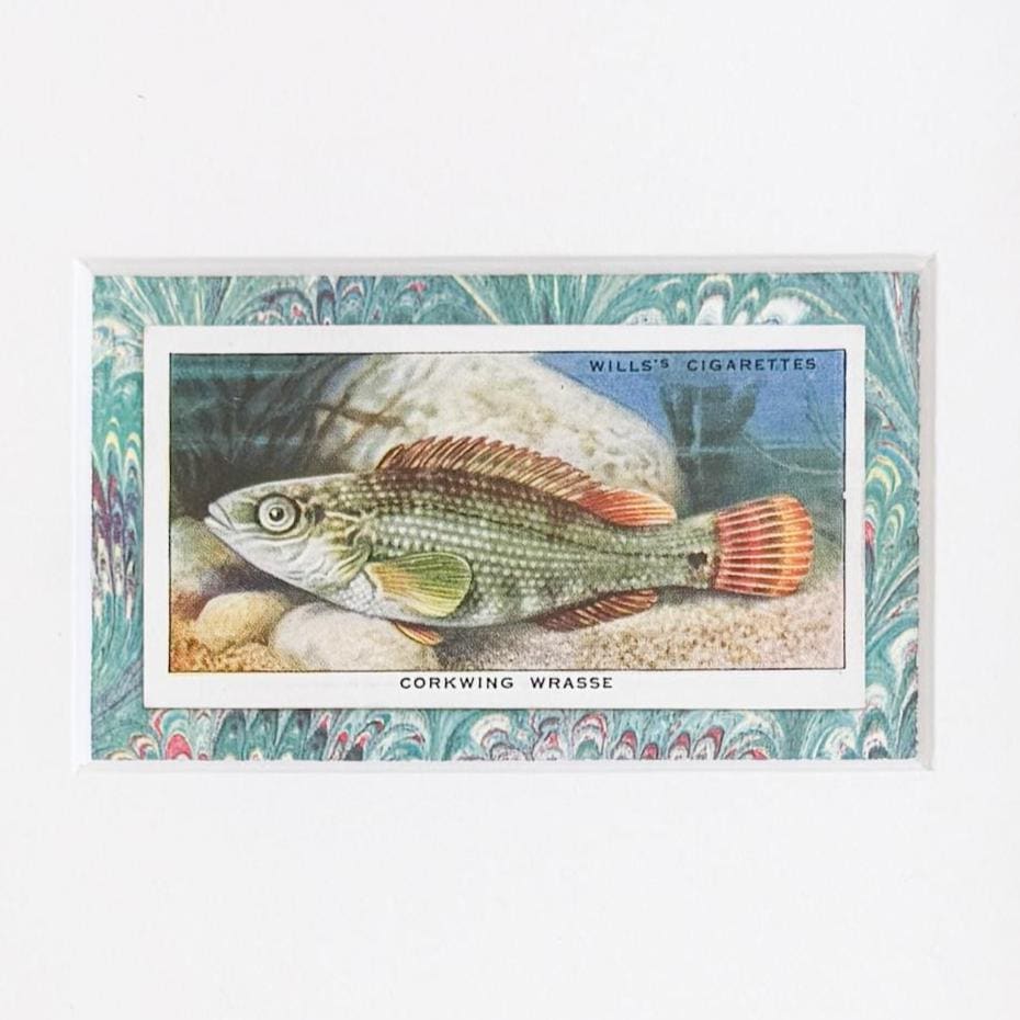 Framed Vintage Sea Life Cigarette Card, Corkring Wrasse