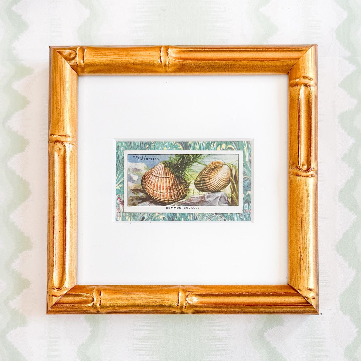 Framed Vintage Sea Life Cigarette Card, Common Cockles