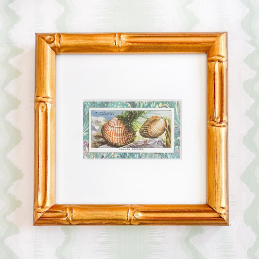 Framed Vintage Sea Life Cigarette Card, Common Cockles