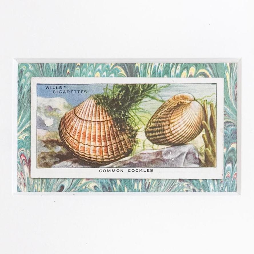 Framed Vintage Sea Life Cigarette Card, Common Cockles