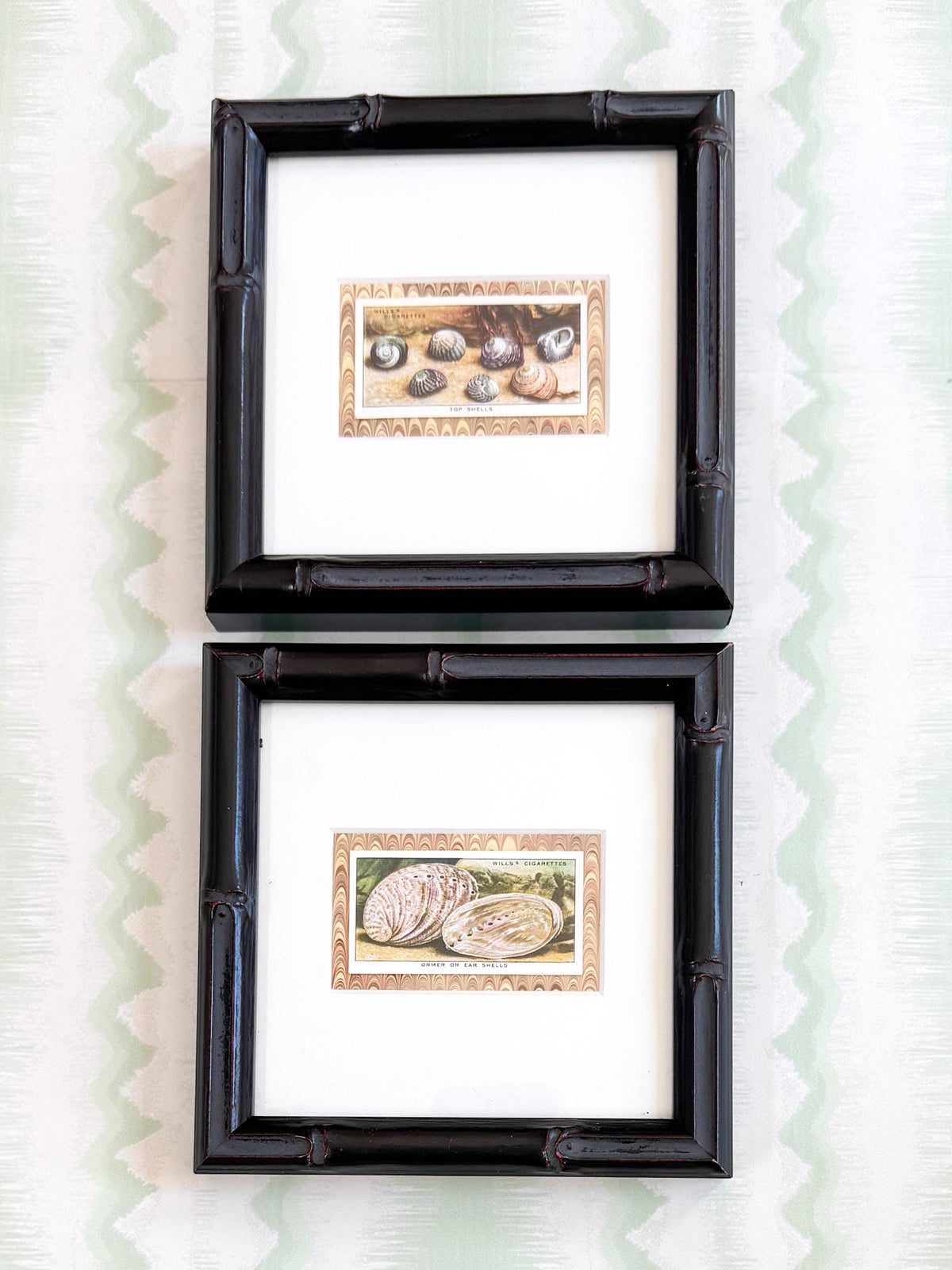 Framed Vintage Sea Life Cigarette Card, Top Shells