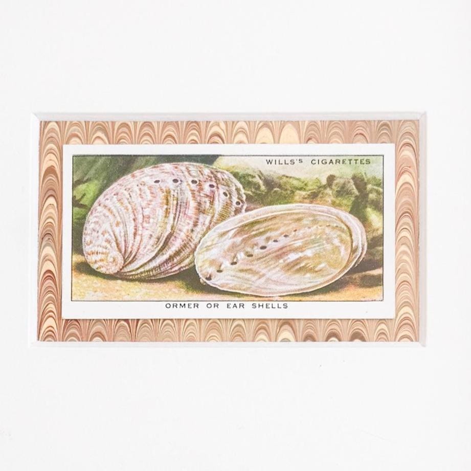 Framed Vintage Sea Life Cigarette Card, Ear Shells