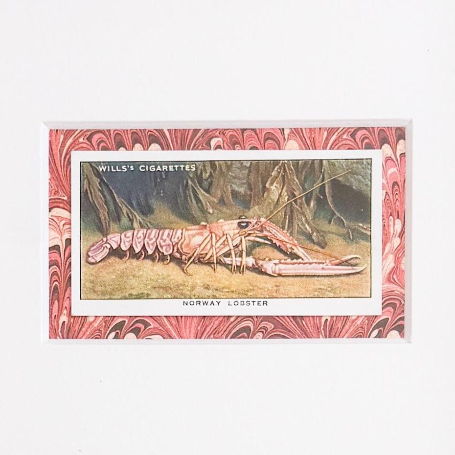 Framed Vintage Sea Life Cigarette Card, Norway Lobster