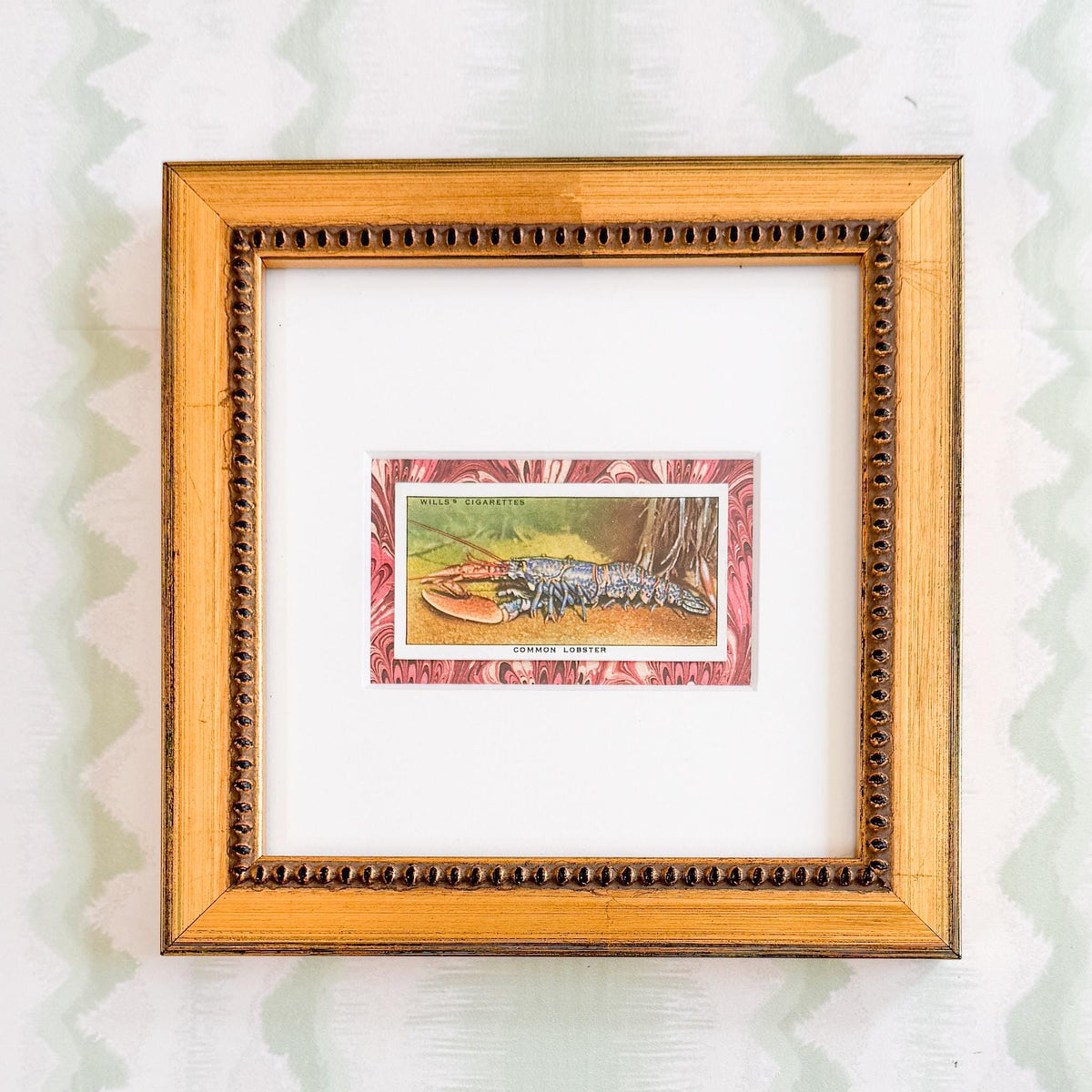 Framed Vintage Sea Life Cigarette Card, Common Lobster