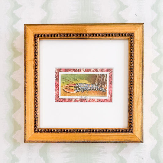 Framed Vintage Sea Life Cigarette Card, Common Lobster