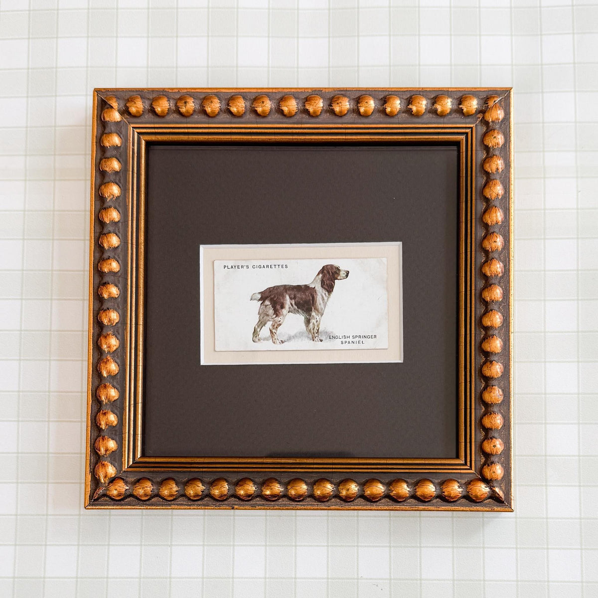 Framed Vintage Dog Cigarette Card c. 1931, English Springer Spaniel