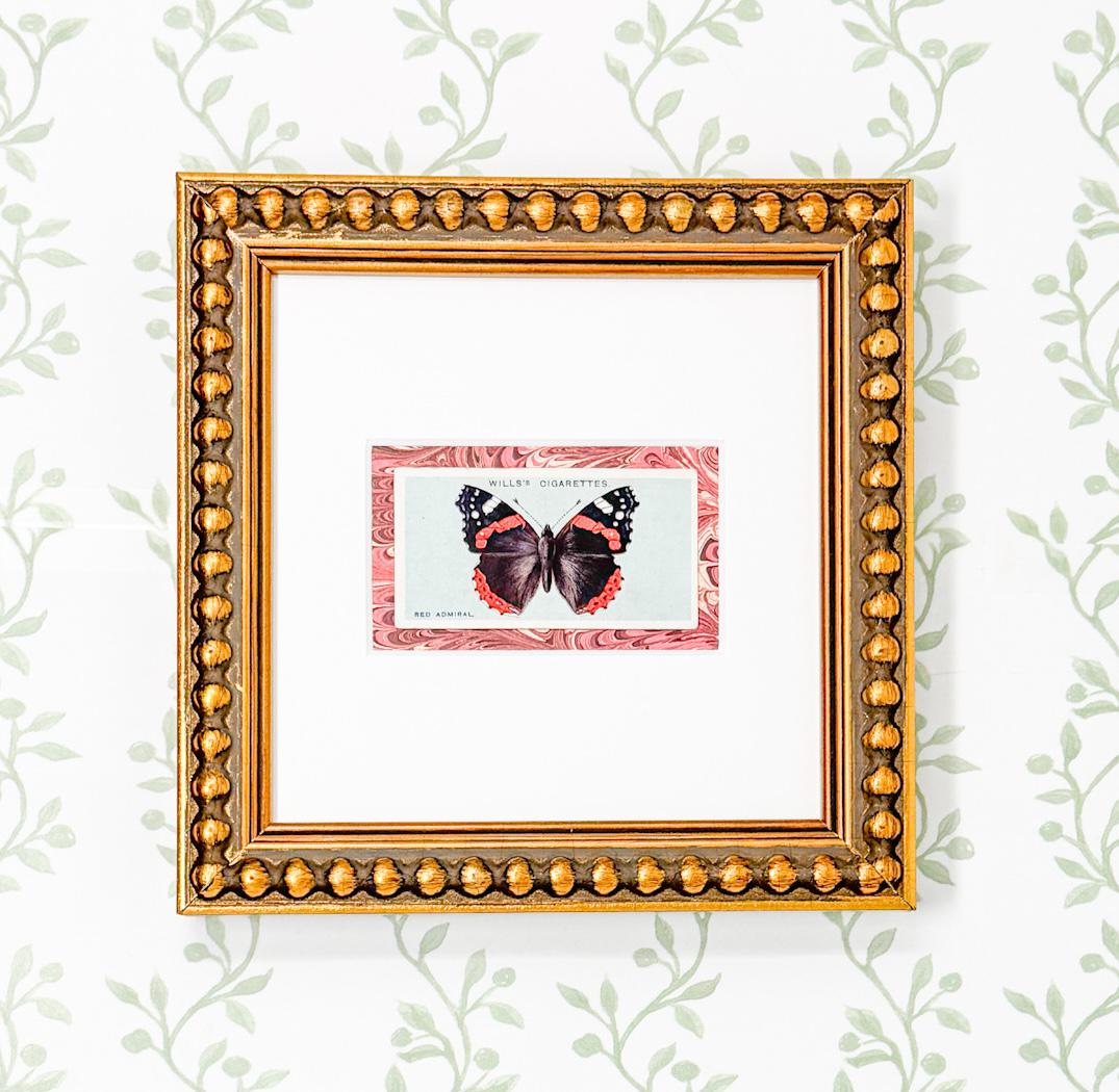 Framed Antique Flower Cigarette Card c. 1927, Red Admiral