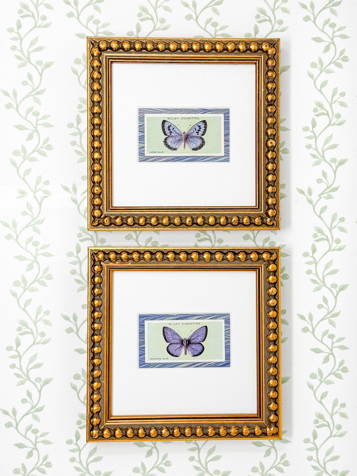 Framed Antique Flower Cigarette Card c. 1927, Mazarine Blue