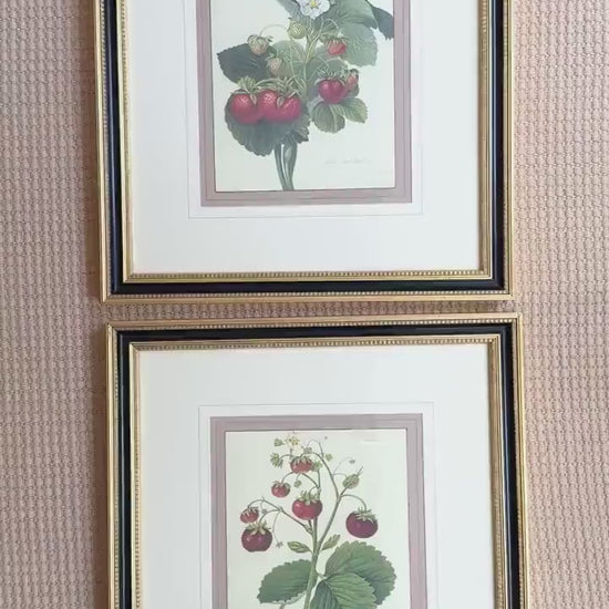Framed Vintage Strawberry Lithograph, Wilmot's Superb Strawberry