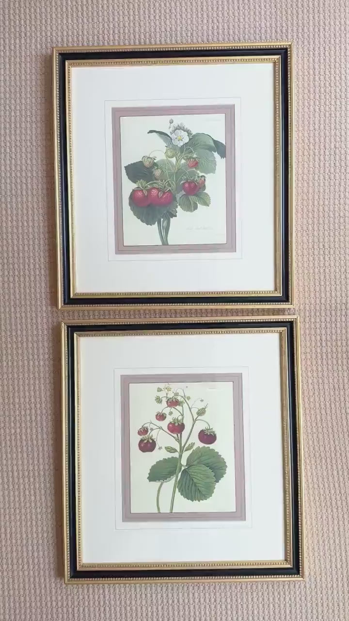Framed Vintage Strawberry Lithograph, Wilmot's Superb Strawberry