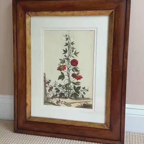 Framed Antique Floral Lithograph, c. 1700's, Red Passion Flower