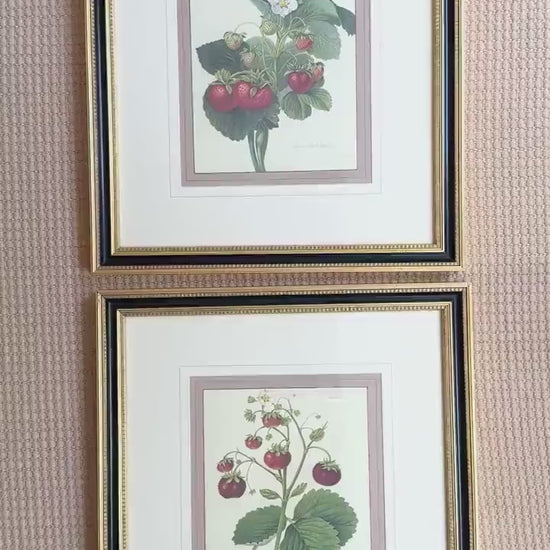 Framed Vintage Strawberry Lithograph, The Wild Strawberry