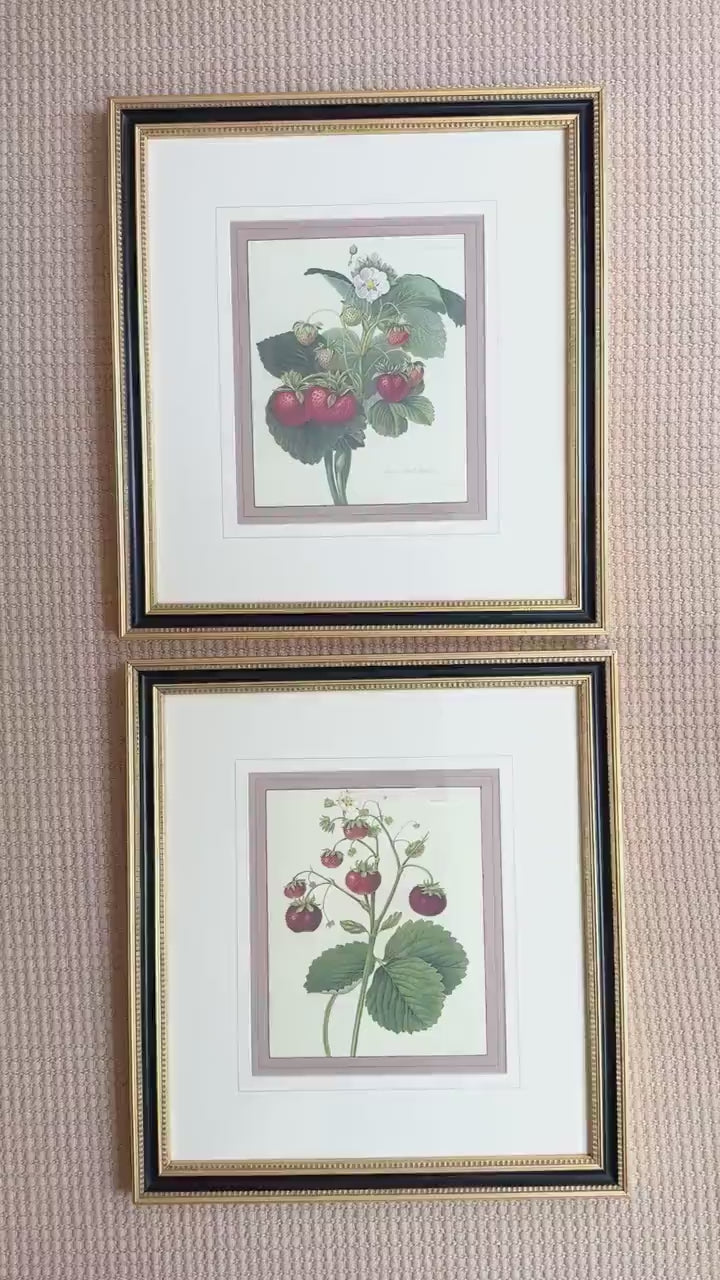 Framed Vintage Strawberry Lithograph, The Wild Strawberry