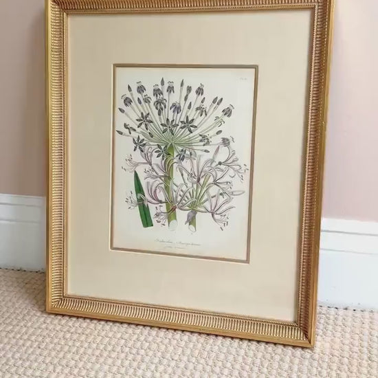 Framed Antique Floral Lithograph, c. 1840, Lady Loudon Flowers