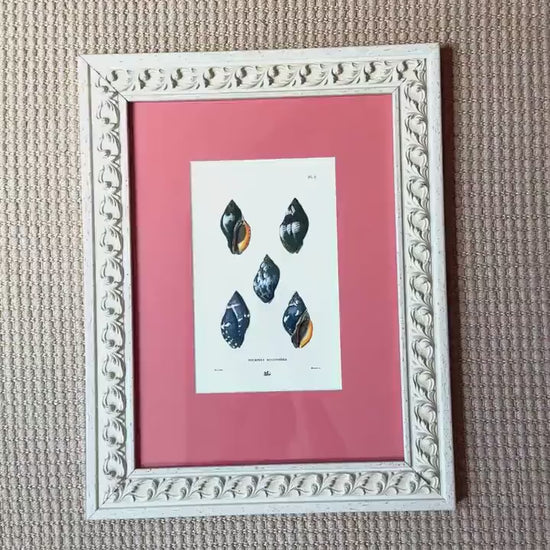 Framed Antique Seashell Lithograph