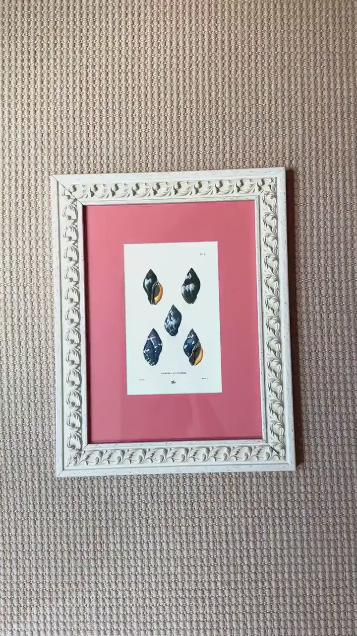 Framed Antique Seashell Lithograph